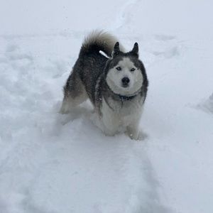 Meet your Posher, Gerson